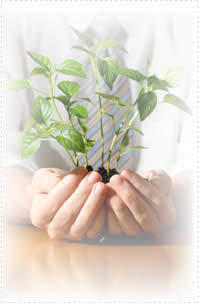 Image of a plant to illustrate business growth and nurturing